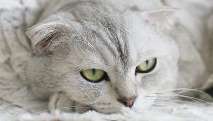 传奇sf手游道士凭施毒术成为队宠